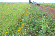 Bà Ria-Vung Tàu : quand riziculture rime avec horticulture