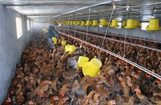 Le premier lot de viande de poulet sera exporté vers le Japon en août