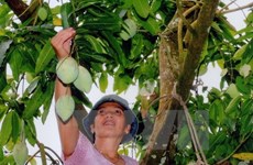 Une compagnie vietnamienne exporte 5 tonnes de mangues vertes en Australie chaque semaine