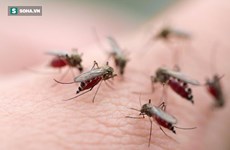 Hanoï : le nombre de cas de dengue en baisse