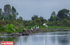 La Réserve de Lang Sen, 7e site Ramsar du Vietnam
