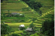 Moisson d’or sur les rizières en terrasses à Hoàng Su Phi