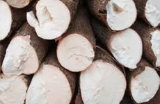 Hausse des exportations nationales de manioc et produits dérivés