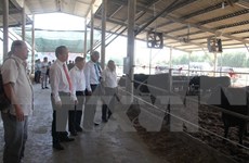 Vietnam et Japon signent un contrat dans l’élevage du bœuf wagyu