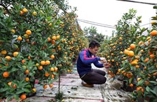 Les marchés des kumquats s’agitent avant le Têt