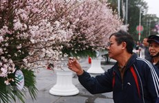 Environ 7.000 branches de cerisier japonais seront exposées à Hai Phong 