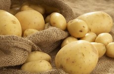 Vietnam, marché prometteur pour les exportateurs étrangers de pommes de terre