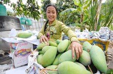 An Giang: un premier lot de mangue tricolore expédié en Australie