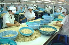 L’exportation de noix de cajou atteint  plus de 1,3 milliard de dollars en cinq mois