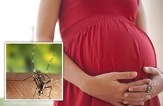 Une nouvelle femme enceinte à Ho Chi Minh-Ville infectée par le Zika