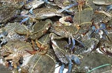 Le Japon, 3e débouché pour les crabes et crustacés vietnamiens
