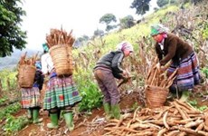 Les exportations nationales de manioc tablent sur 1,5 milliard de dollars cette année