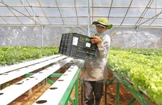Ha Nam: une compagnie japonaise envisage d’investir dans la production de légumes bio 
