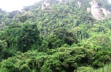 Thua Thiên-Huê: 5 milliards de dôngs pour le projet «Forêt tropicale humide»