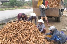 Les exportations nationales de manioc et de produits dérivés se portent bien 