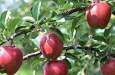 Signature d’un accord d’exportation de pommes polonaises vers le Vietnam