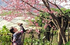 L'Association d'Amitié de Fukushima offre 161 cerisiers à Hanoi