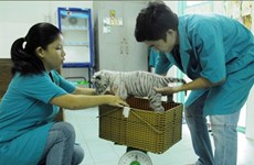 Naissance de tigres blancs au zoo de Hô Chi Minh-Ville