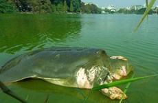 La légendaire tortue géante de Hoàn Kiêm sera conservée 