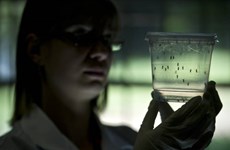 Aucun cas de virus Zika signalé au Vietnam