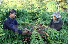 L'Indonésie vise une hausse de 10 % de ses exportations de café