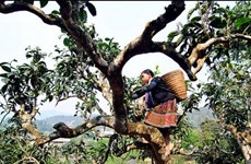 Yên Bai: 400 théiers séculaires Shan reconnus "Arbre patrimonial du Vietnam"