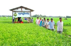 Syngenta ne cesse de soutenir le Vietnam pour un développement durable de l’agriculture