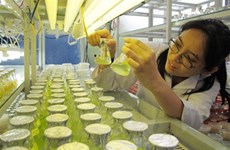 Les pas difficiles de la biotechnologie au Vietnam