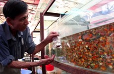La fièvre des poissons d’aquarium gagne le Vietnam