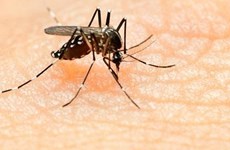 Zika : aucun cas positif constaté pour le moment au Vietnam 