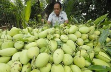 L’Australie s'apprête à ouvrir sa porte aux mangues vietnamiennes