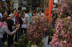 Ouverture de la Fête des cerisiers à Hô Chi Minh-Ville 2016