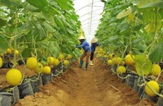 L’Australie partage ses expériences de développement agricole avec le Vietnam 