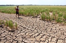 Le Cambodge applique de nombreuses mesures de lutte contre la sécheresse