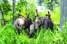 Aide internationale pour la protection des éléphants à Dak Lak