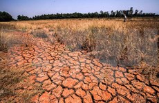 Des chercheurs américains discutent de la sécheresse dans le Delta du Mékong