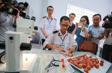 Hanoi: Irradiation de deux tonnes de litchis destinées à l'exportation en Australie