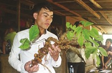 Un ginseng de Ngoc Linh de 100 ans à Quang Nam 