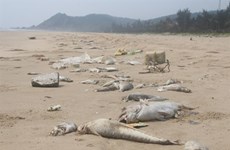 Incident Formosa: mesures de rétablissement de l’écologie marine