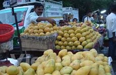 Les Etats-Unis vont autoriser l'importation de mangues du Vietnam 