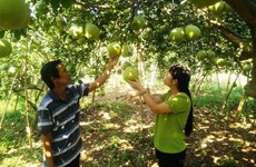 Dông Nai: l’agriculture intéresse les investisseurs étrangers