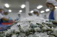 Les crevettes vietnamiennes aux Etats-Unis subissent une taxe antidumping élevée