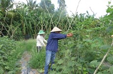 Agriculture bio, avantages et défis pour le delta du Mékong