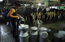 Au Sud, l’élevage des vaches laitières relève le défi de la modernité