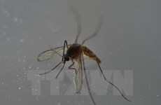 Ho Chi Minh-Ville : découverte de 6 nouveaux cas de virus Zika 