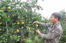 Hoa Binh : ​ouverture de la 2e Fête des oranges de Cao Phong