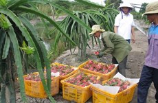 Promotion du commerce des produits agricoles, sylvicoles et aquatiques Vietnam-Australie