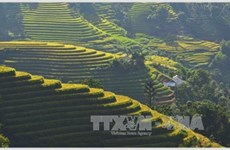 Exposition photographique sur les rizières en gradins du Tây Bac