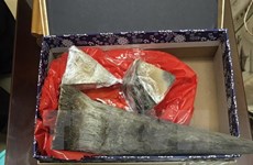 Les douanes saisissent plus de 50 kilos suspectés d'être des cornes de rhinocéros à Hanoï