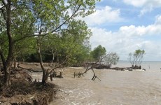 Tien Giang: l'érosion s'aggrave dans les zones côtières